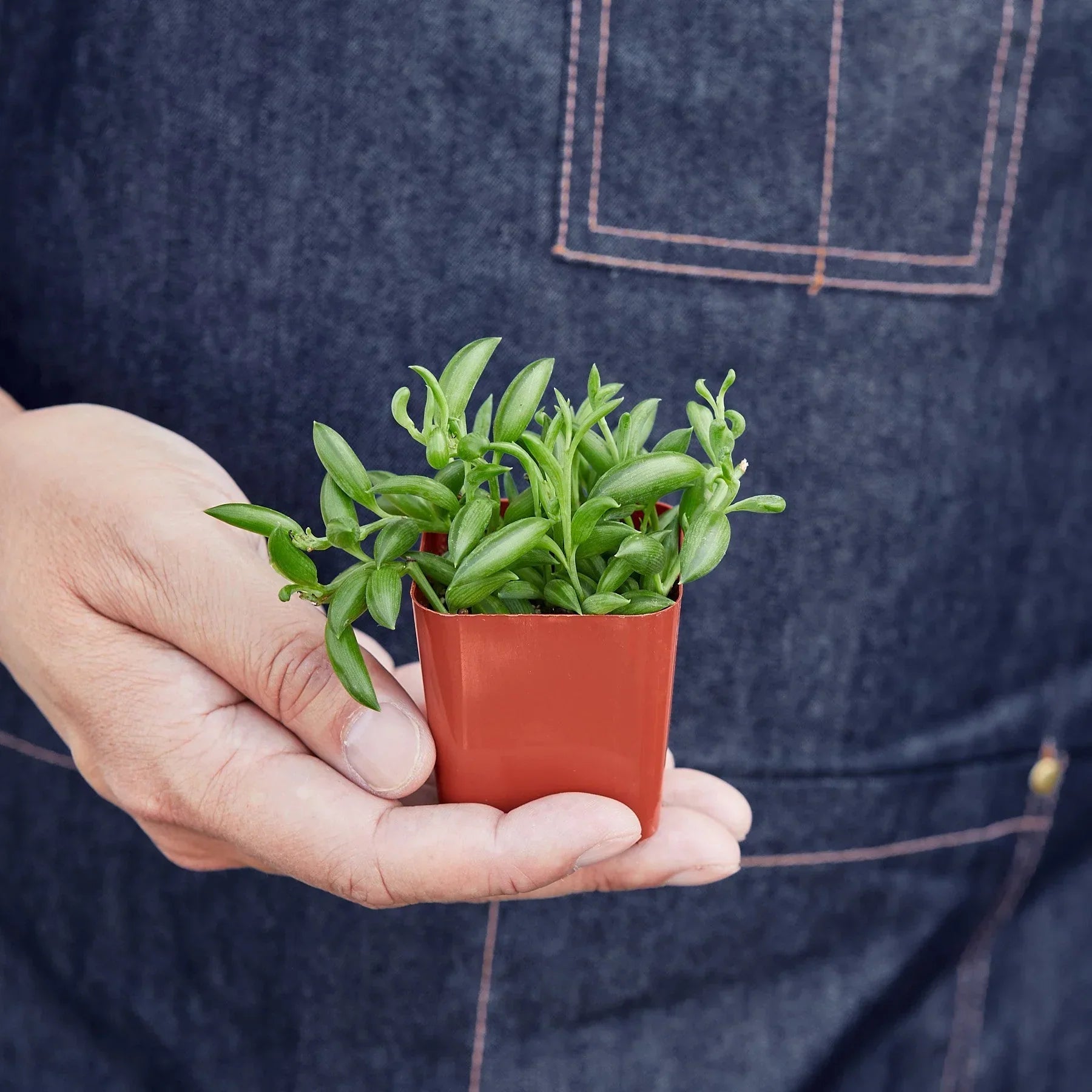 String of Bananas succulent in small terracotta pot held by hand Rooted Treasures Farms on Tampa Home & Garden Store