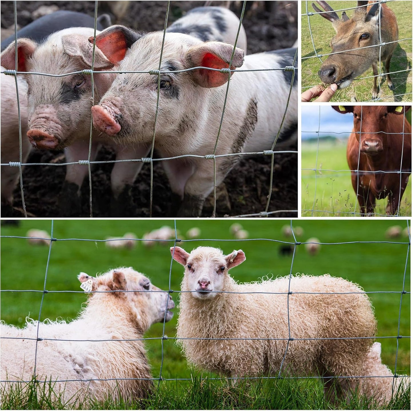 Farm Fence - 3ft x 164ft heavy zinc-coated wire fence; cattle, pigs and sheep behind grid on Tampa Home & Garden Store