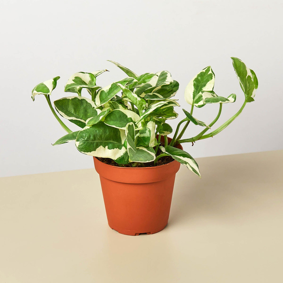 Pothos N'joy indoor plant with green and cream variegated leaves in a terracotta pot on Tampa Home & Garden Store