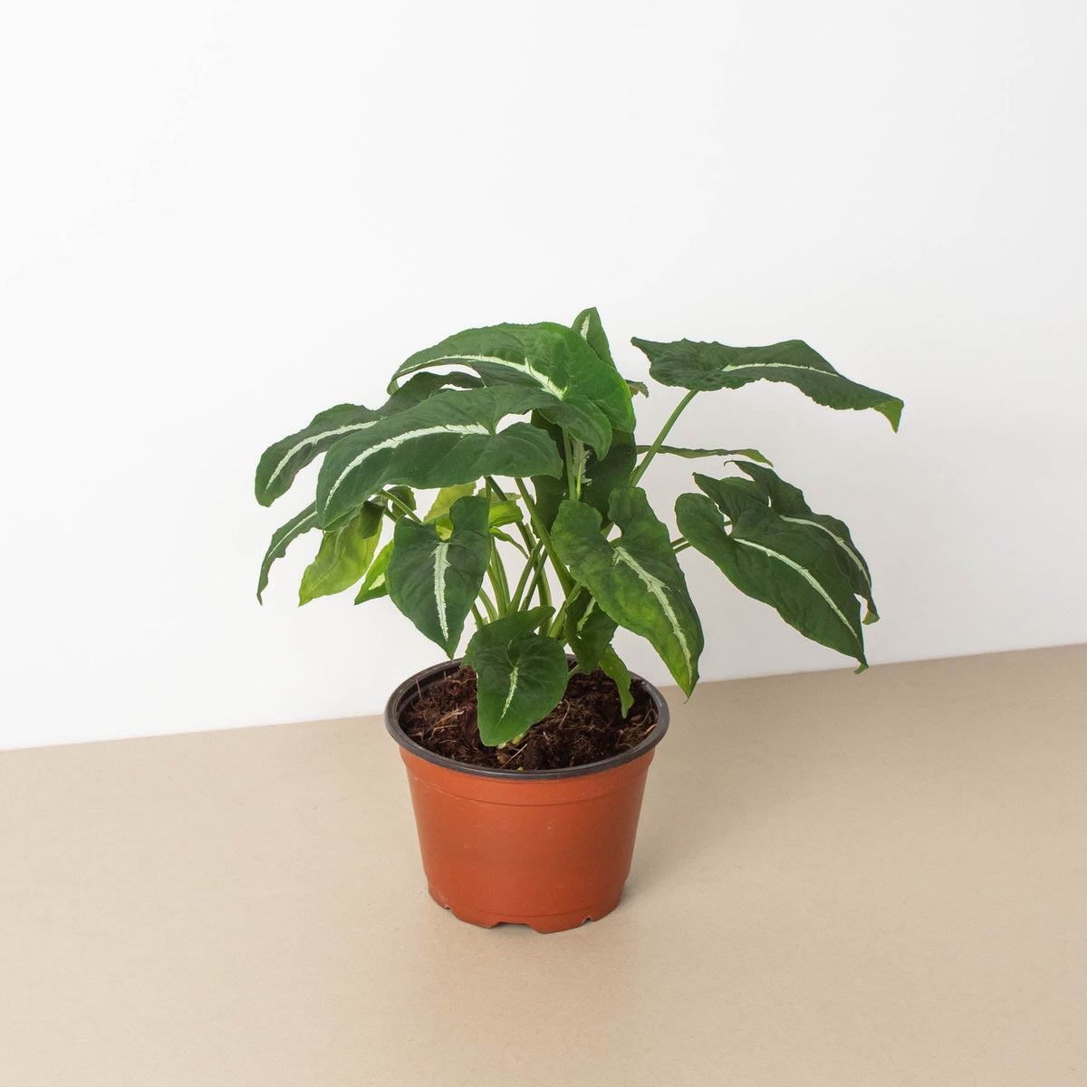 Syngonium wendlandii Black Velvet indoor plant with green variegated leaves in an orange pot on Tampa Home & Garden Store
