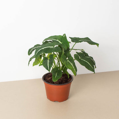 Syngonium wendlandii Black Velvet indoor plant with green variegated leaves in an orange pot on Tampa Home & Garden Store