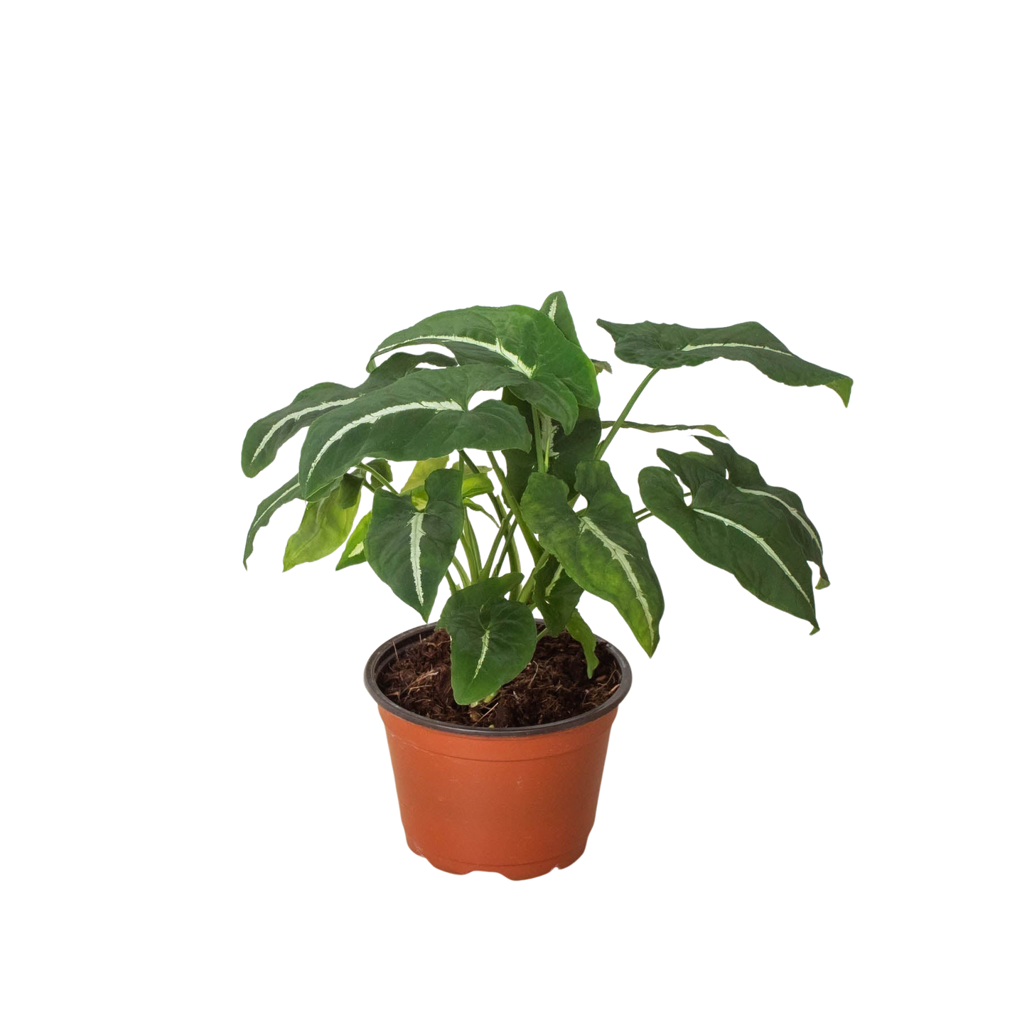 Syngonium wendlandii Black Velvet indoor plant with green and cream variegated leaves on Tampa Home & Garden Store