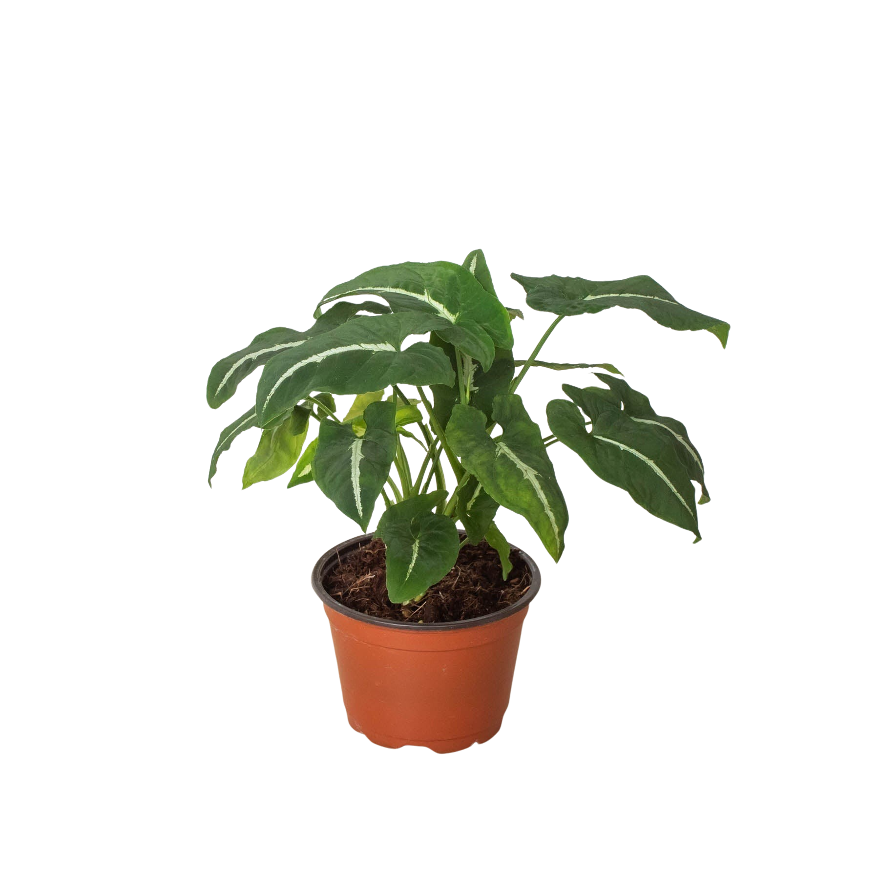 Syngonium wendlandii Black Velvet indoor plant with green and cream variegated leaves on Tampa Home & Garden Store