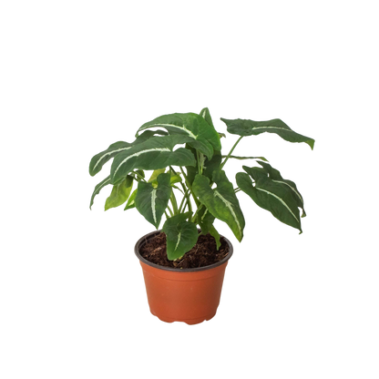 Syngonium wendlandii Black Velvet indoor plant with green and cream variegated leaves on Tampa Home & Garden Store