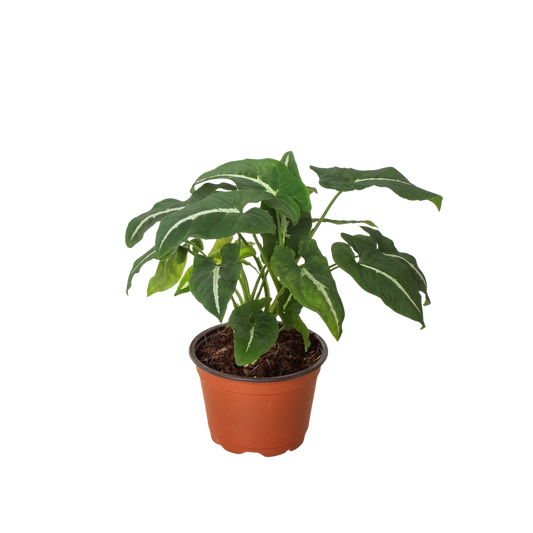 Syngonium wendlandii Black Velvet indoor plant with green and cream variegated leaves on Tampa Home & Garden Store