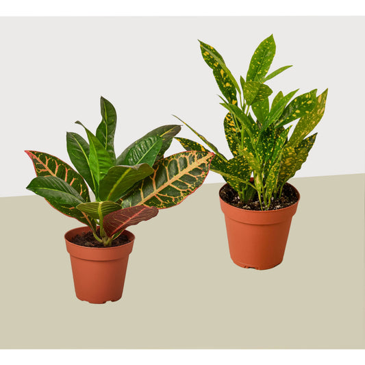 2 croton plants in 4-inch pots with colorful variegated leaves on Tampa Home & Garden Store