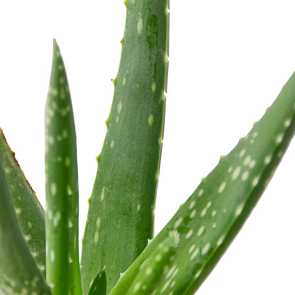 Aloe vera plant close-up with green succulent stems and pale leaf spots, Rooted Treasures Farms on Tampa Home & Garden Store