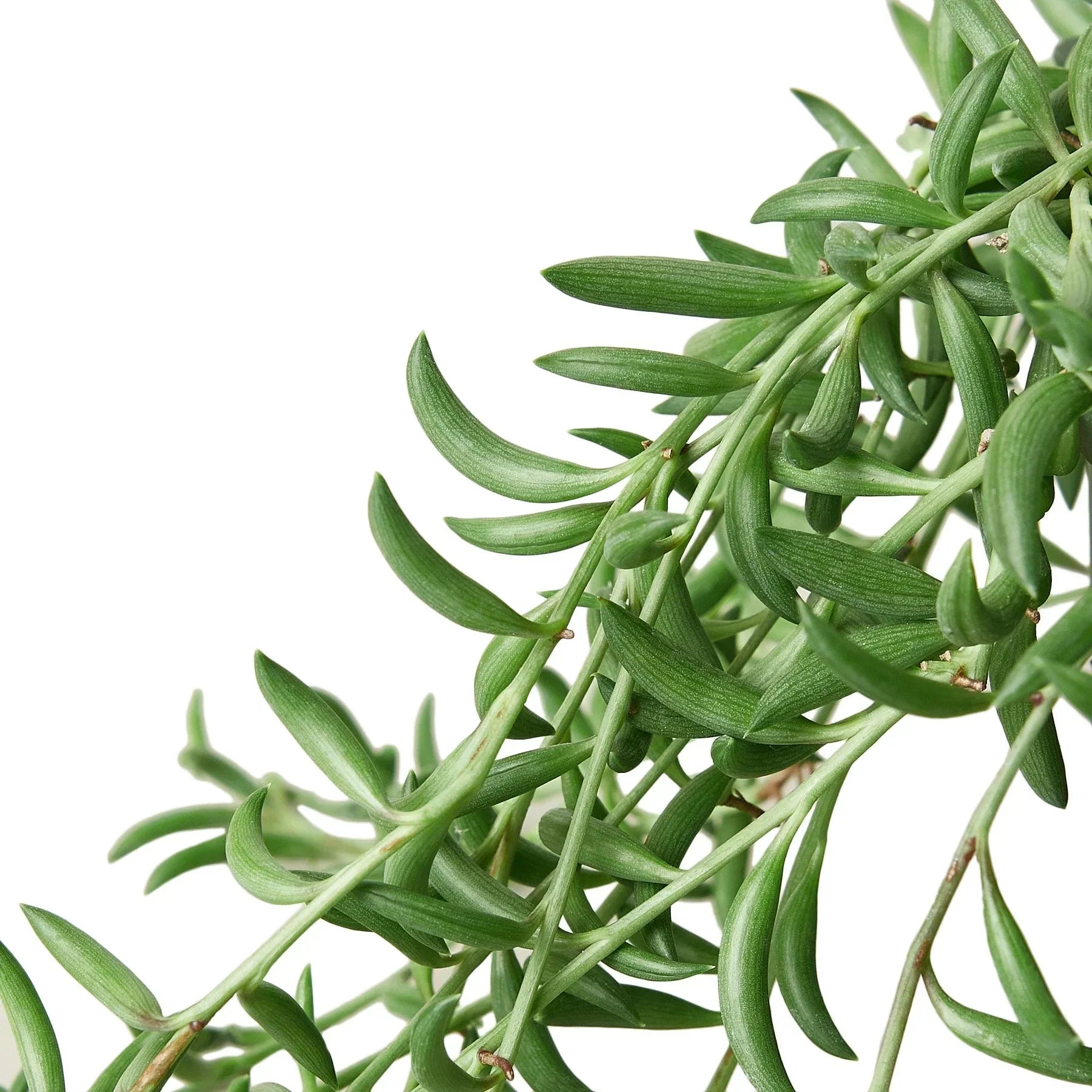 Succulent String of Bananas trailing green leaves and stems on Tampa Home & Garden Store