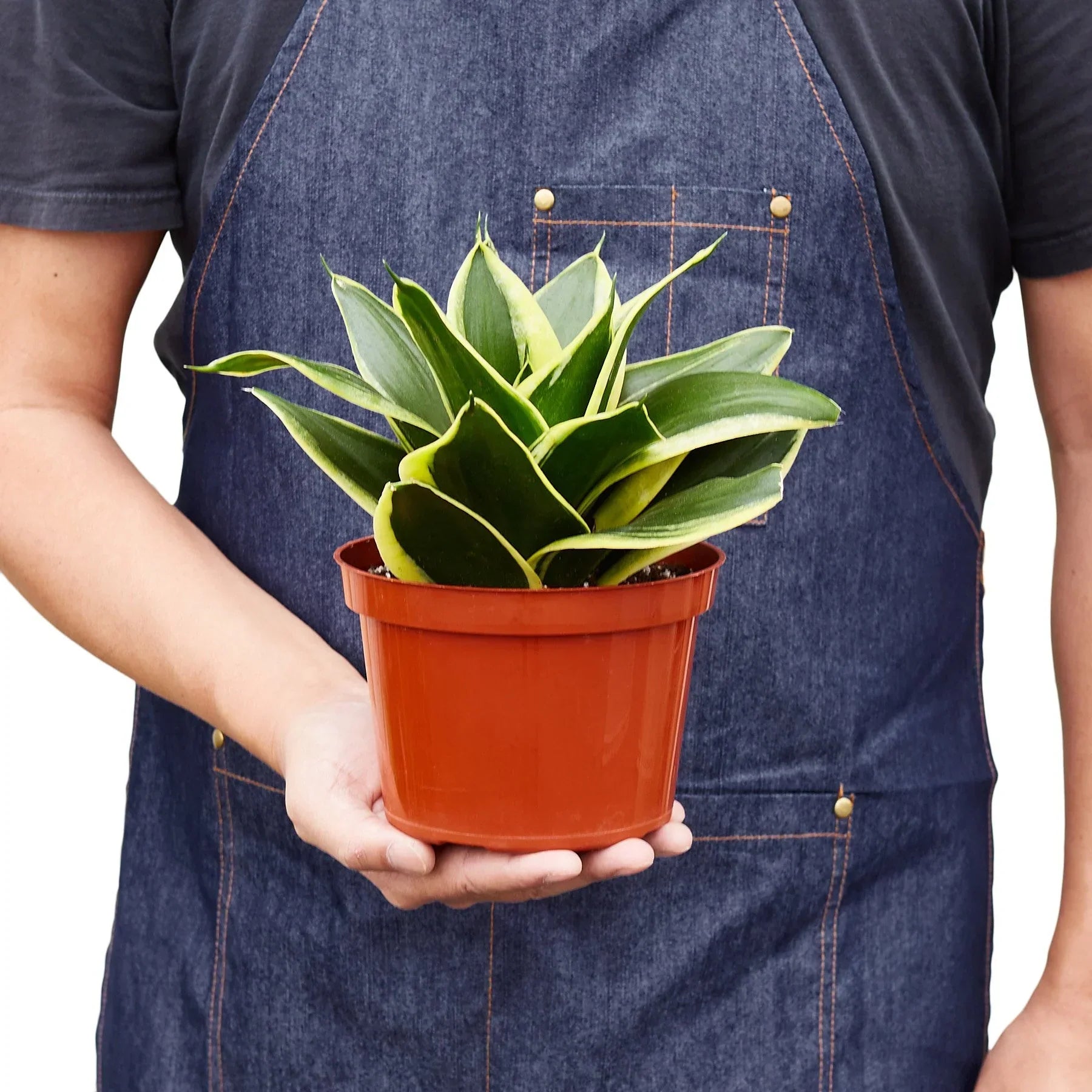 Snake Plant Black Gold indoor plant with green and yellow-edged leaves in a terracotta pot held by a person in a denim apron on Tampa Home & Garden Store