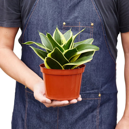 Snake Plant Black Gold indoor plant with green and yellow-edged leaves in a terracotta pot held by a person in a denim apron on Tampa Home & Garden Store