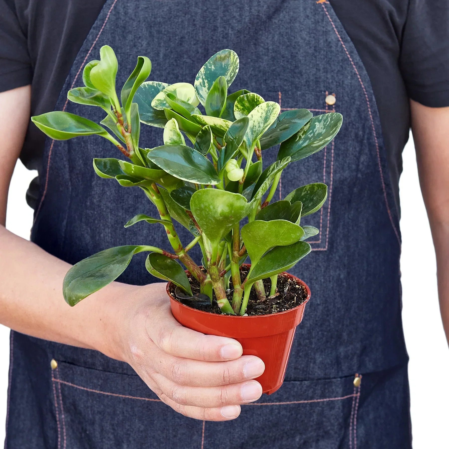 Peperomia 'Marble' indoor plant by Rooted Treasures Farms in a terracotta pot on Tampa Home & Garden Store
