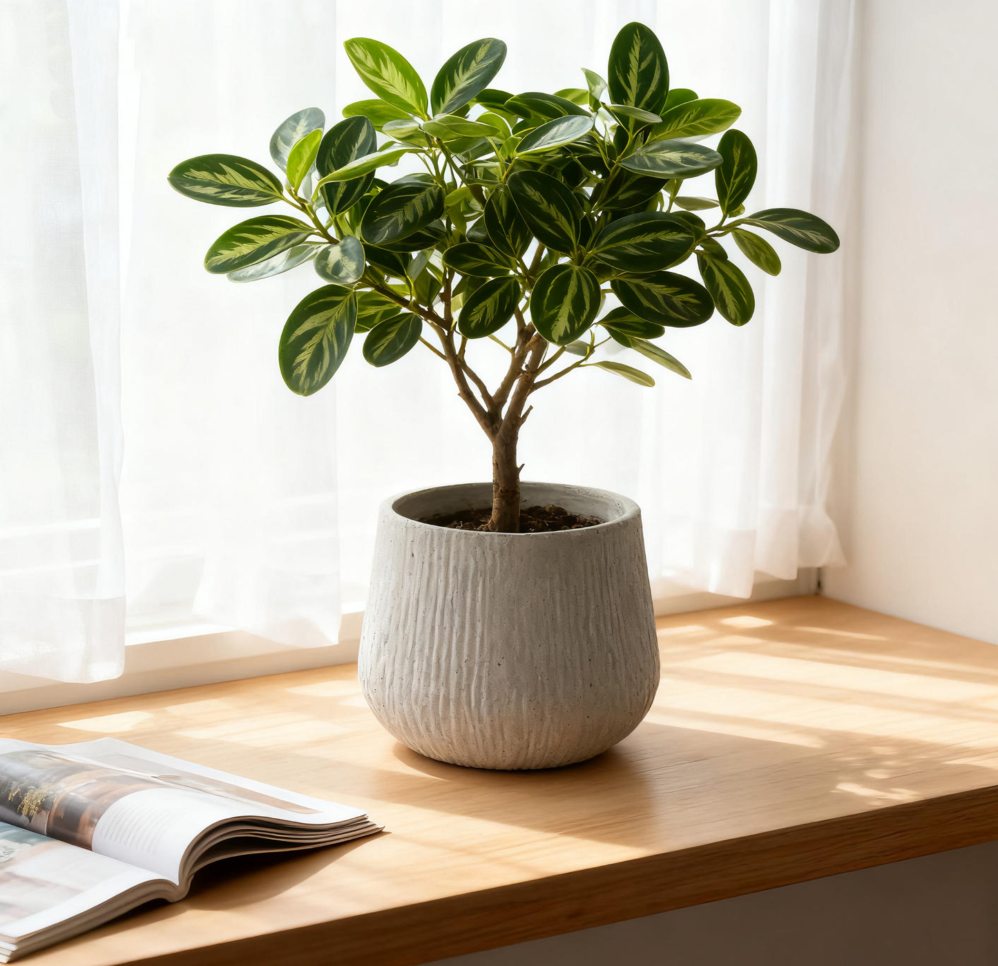 Large Round Planters for Indoor and Patio Use