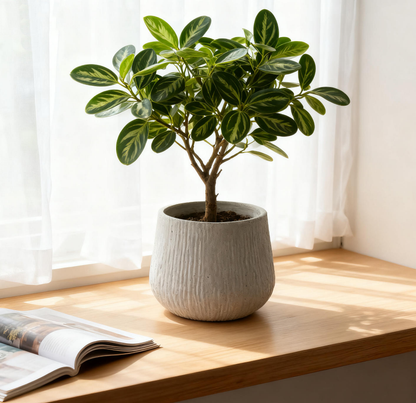 Large Round Planters for Indoor and Patio Use