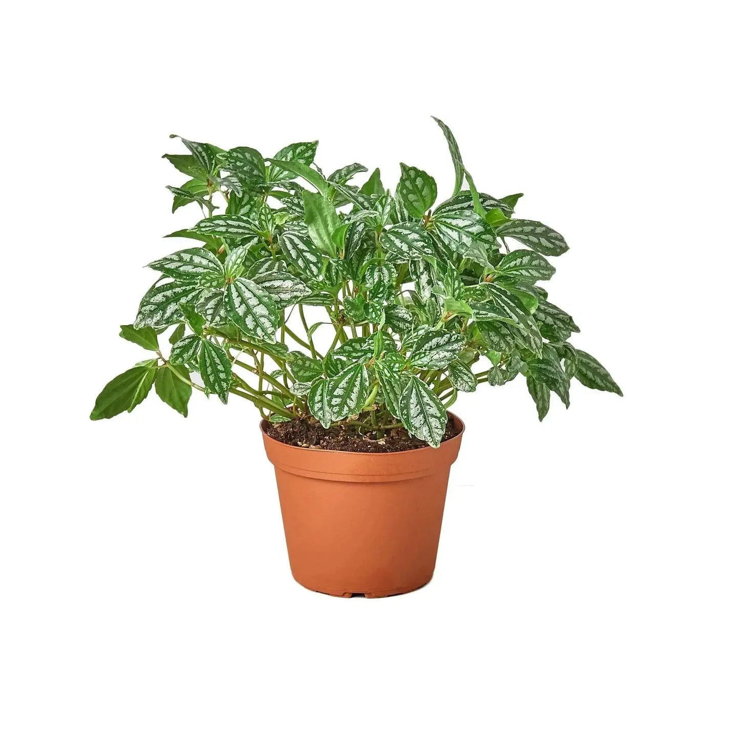 Pilea Aluminum Houseplant with Metallic Foliage