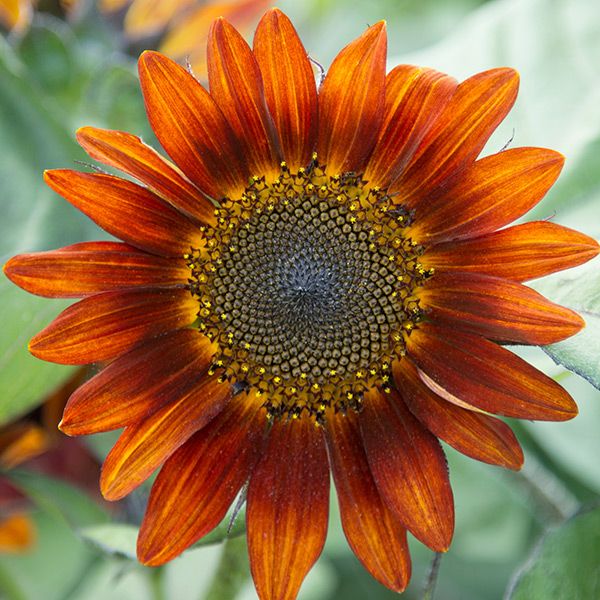 Medium Red Sunflower seeds close-up with orange-red petals and dark central disk on Tampa Home & Garden Store