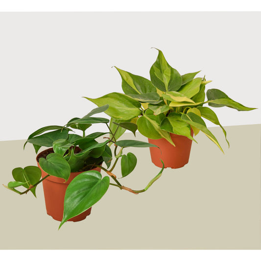 2 Philodendron Variety Pack in 4-inch pots with green variegated leaves, House Plant Shop on Tampa Home & Garden Store