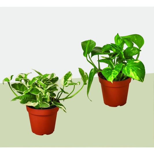 Three pothos plants in red 4-inch pots with variegated and green leaves on Tampa Home & Garden Store