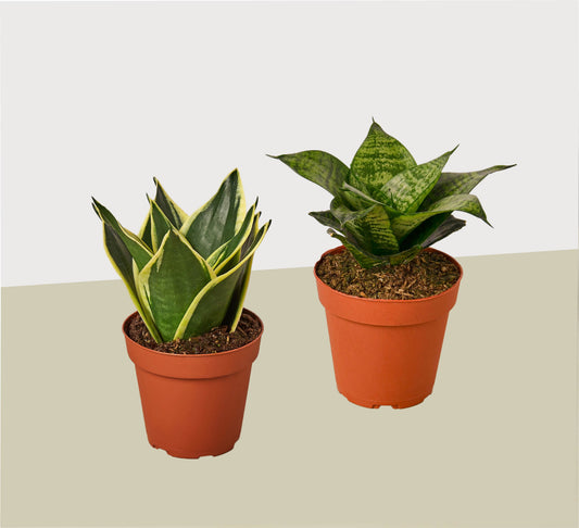 Snake Plant 2-pack in 4-inch orange pots with variegated and solid green Sansevieria leaves on Tampa Home & Garden Store