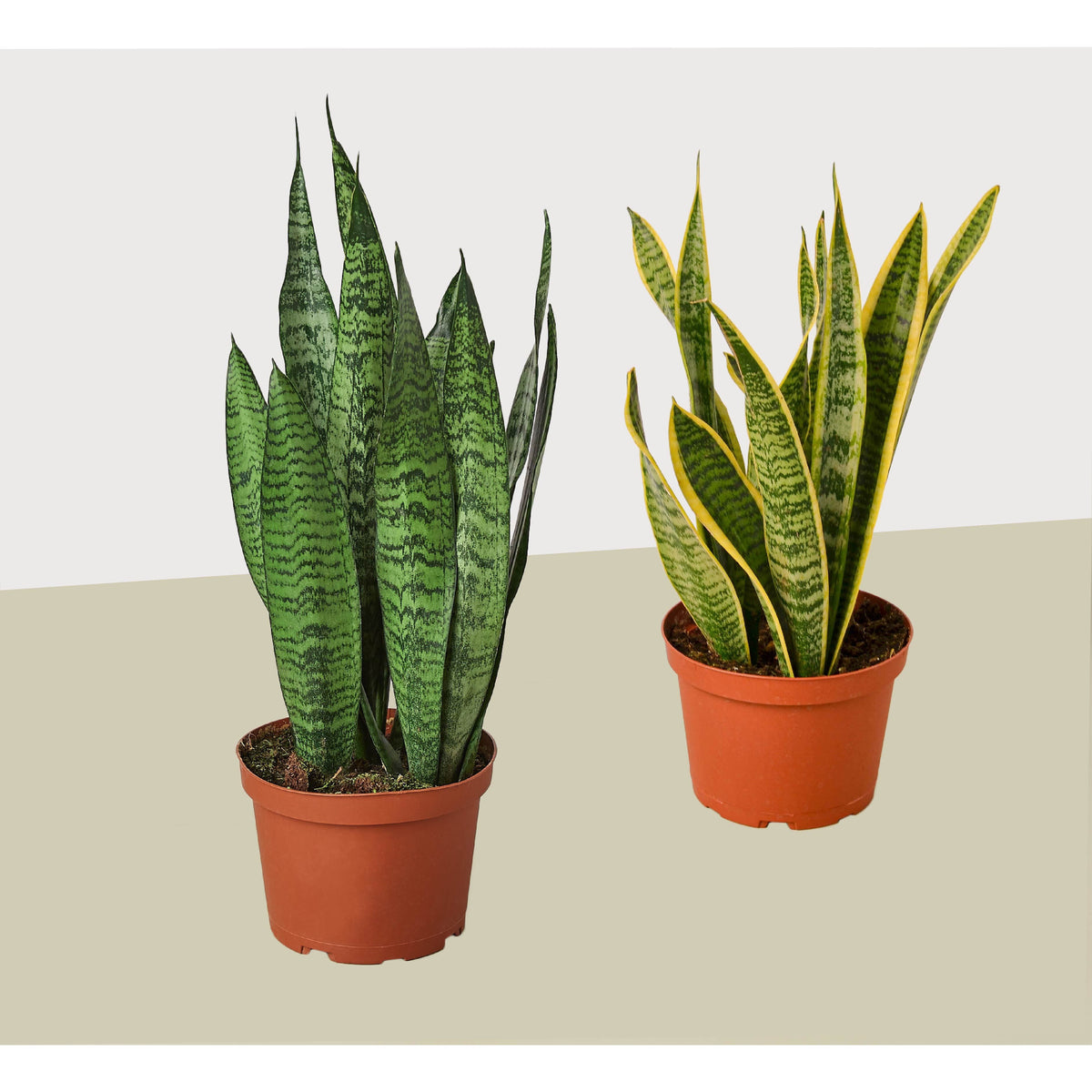 Snake plant pair in 6-inch pots with tall green striped leaves and yellow-edged cultivar on Tampa Home & Garden Store