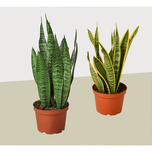 Snake plant pair in 6-inch pots with tall green striped leaves and yellow-edged cultivar on Tampa Home & Garden Store