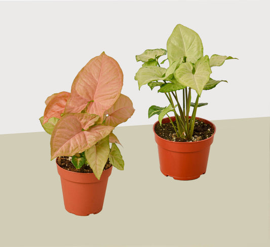 Syngonium Arrowhead Plant 4in pots 2-pack with pink-tinged and green variegated leaves on Tampa Home & Garden Store