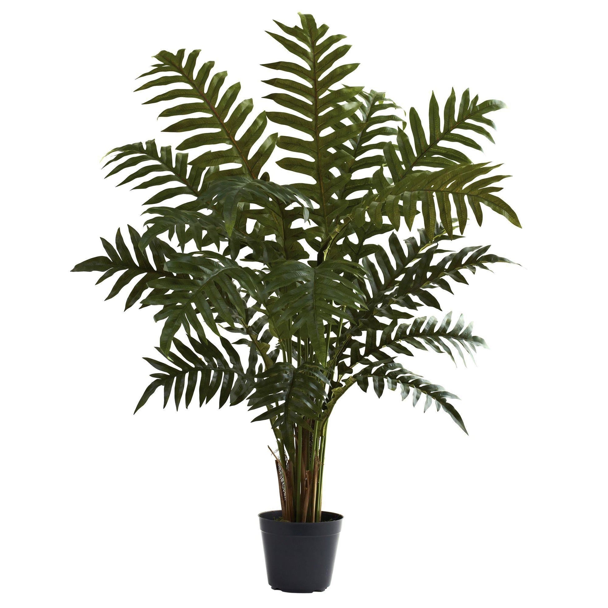 3.5’ Evergreen Plant - Tampa Home & Garden Store