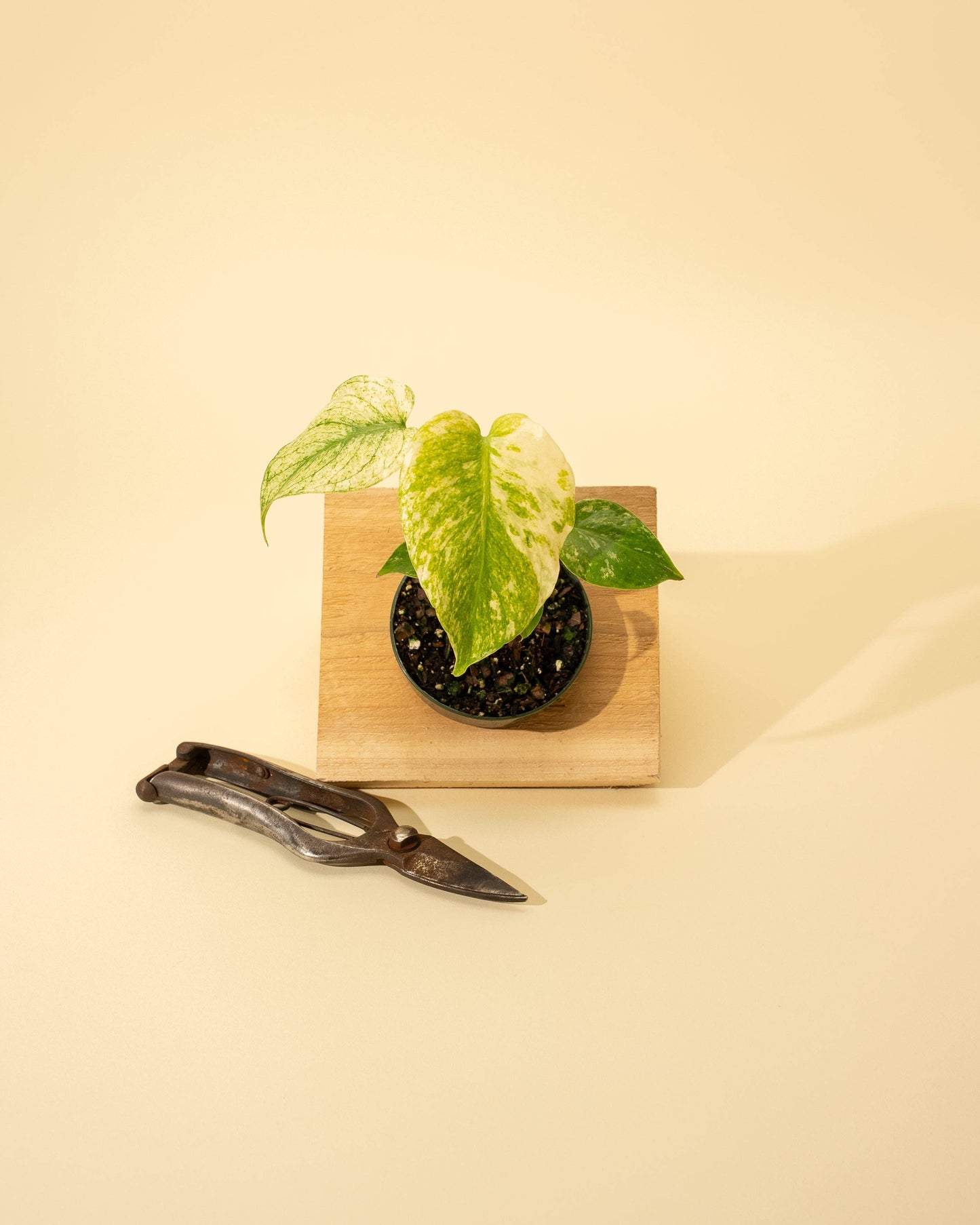3.5" Monstera 'Mint' - Tampa Home & Garden Store
