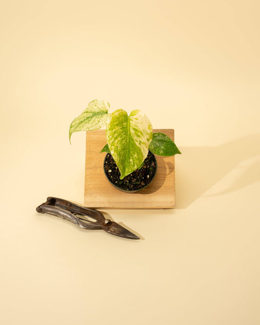 3.5" Monstera 'Mint' - Tampa Home & Garden Store