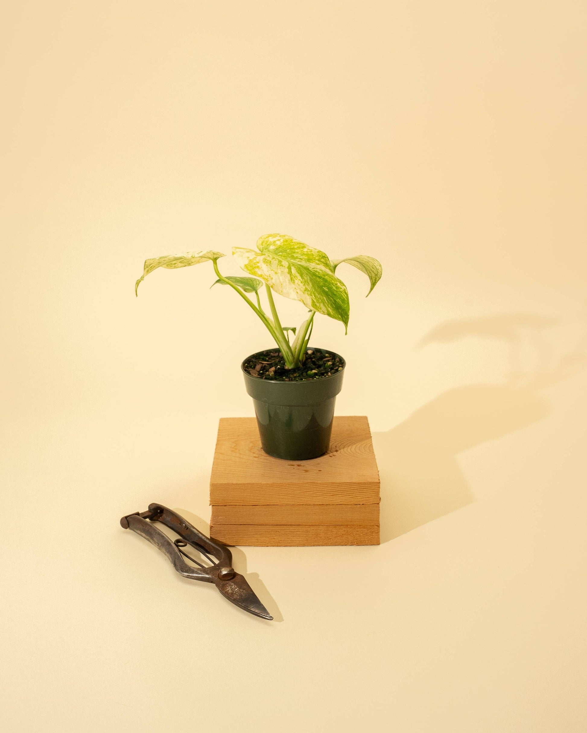 3.5" Monstera 'Mint' - Tampa Home & Garden Store