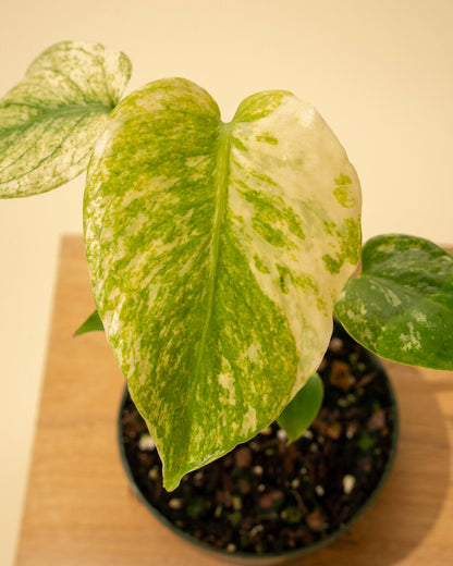 3.5" Monstera 'Mint' - Tampa Home & Garden Store