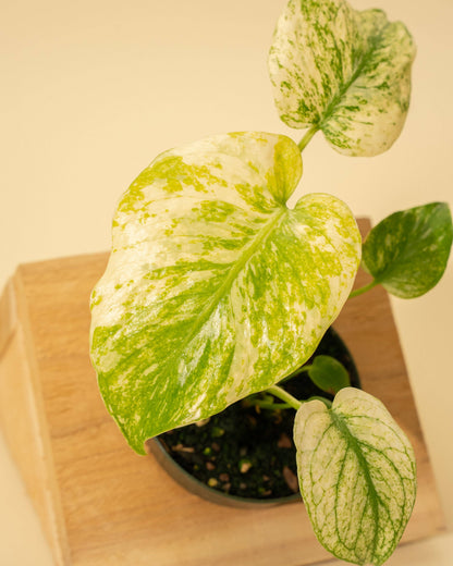 3.5" Monstera 'Mint' - Tampa Home & Garden Store