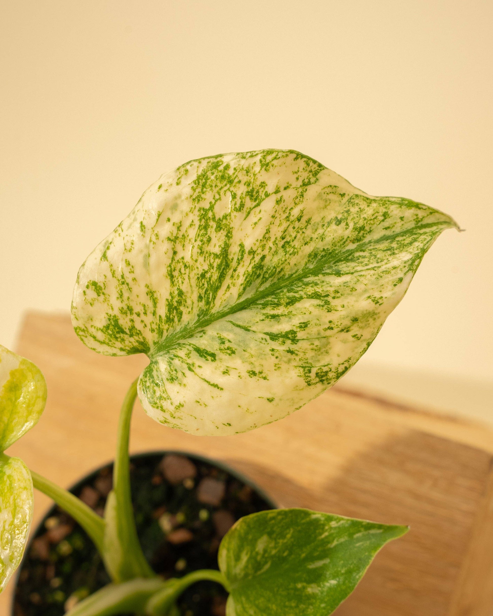 3.5" Monstera 'Mint' - Tampa Home & Garden Store
