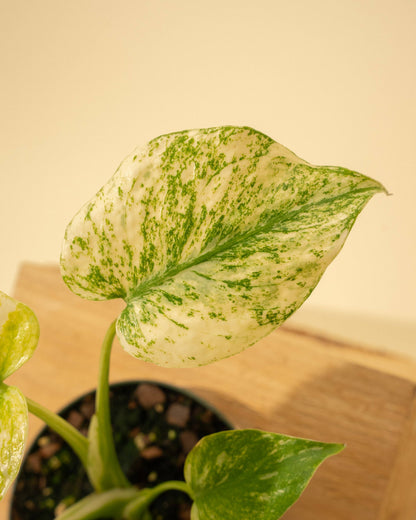 3.5" Monstera 'Mint' - Tampa Home & Garden Store