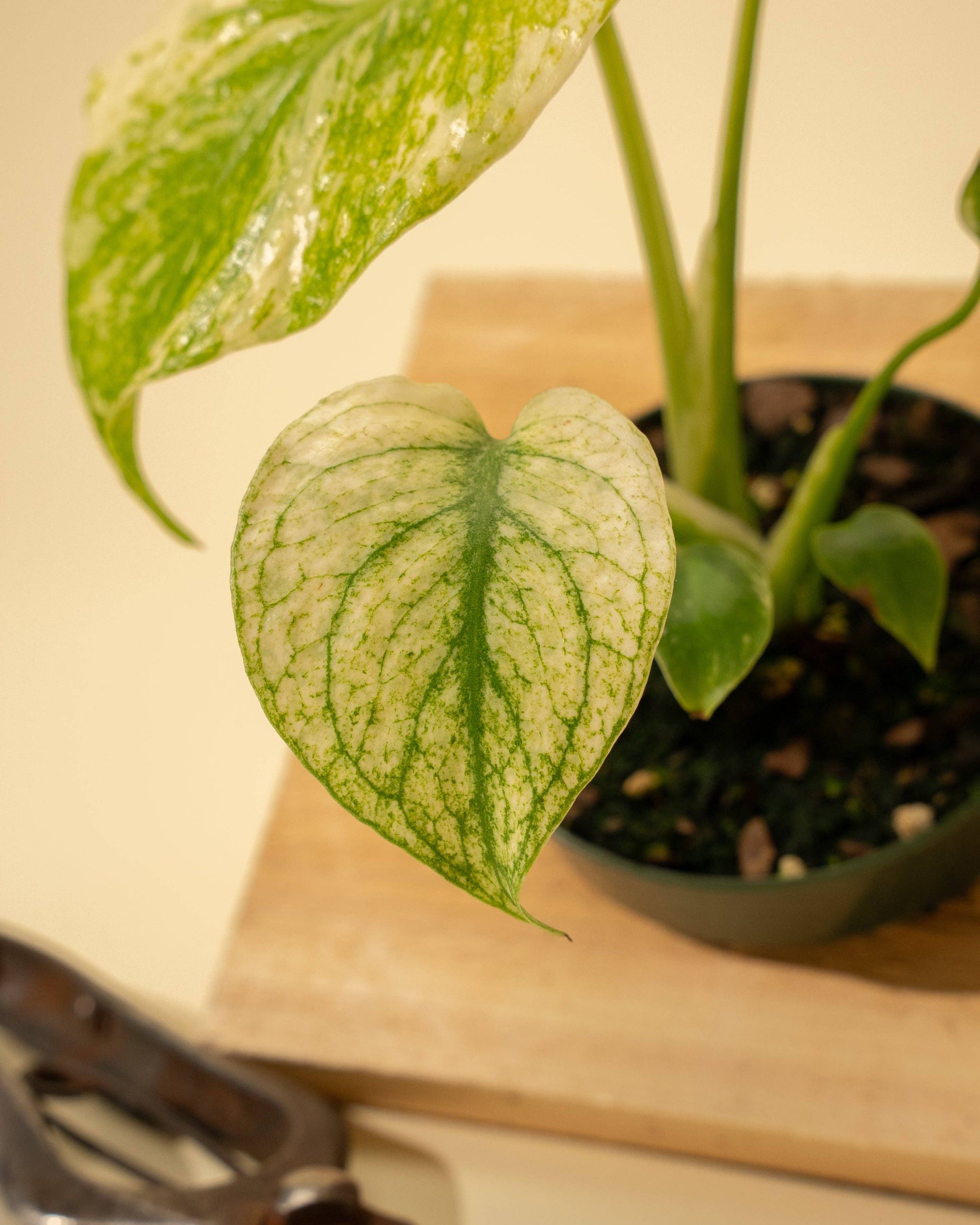 3.5" Monstera 'Mint' - Tampa Home & Garden Store