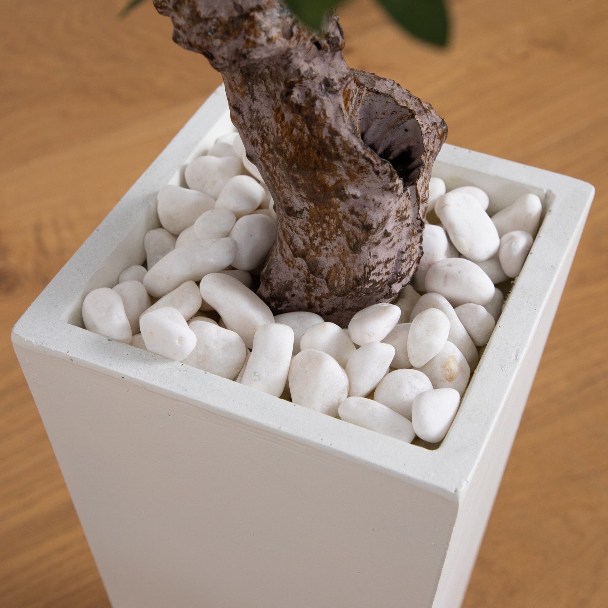 3.5’ Olive Tree in White Tower Planter - Tampa Home & Garden Store