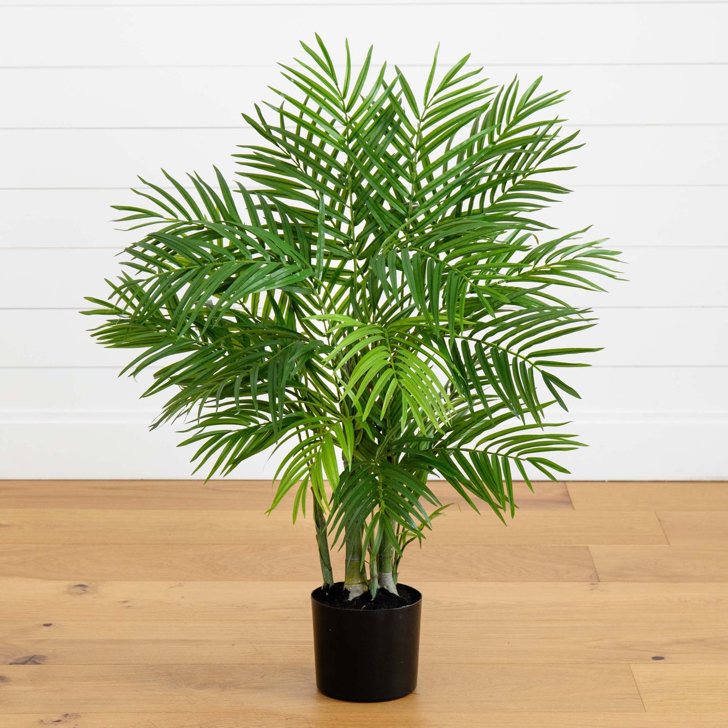 3' Areca Silk Palm Tree - Tampa Home & Garden Store