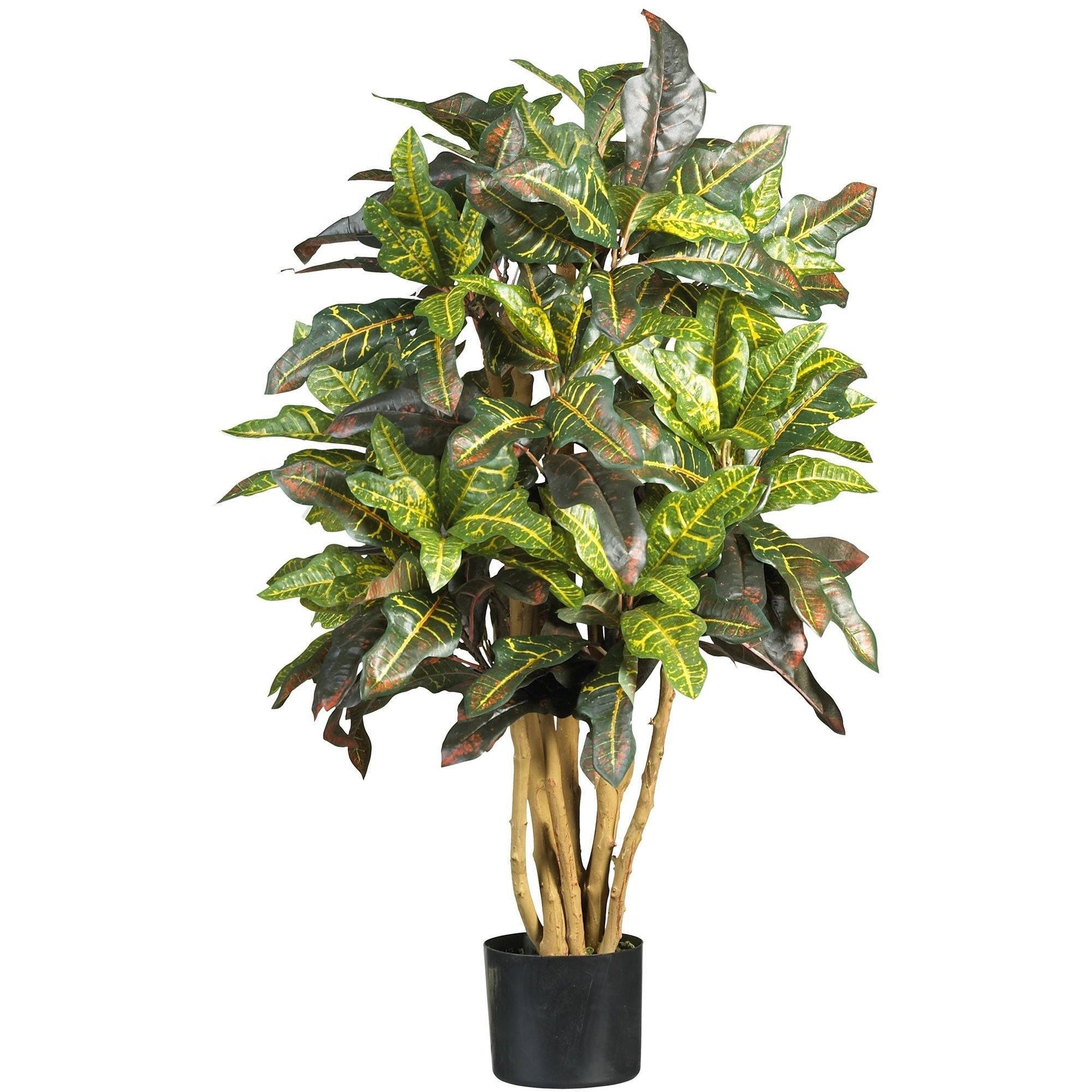 3' Croton Silk Tree - Tampa Home & Garden Store