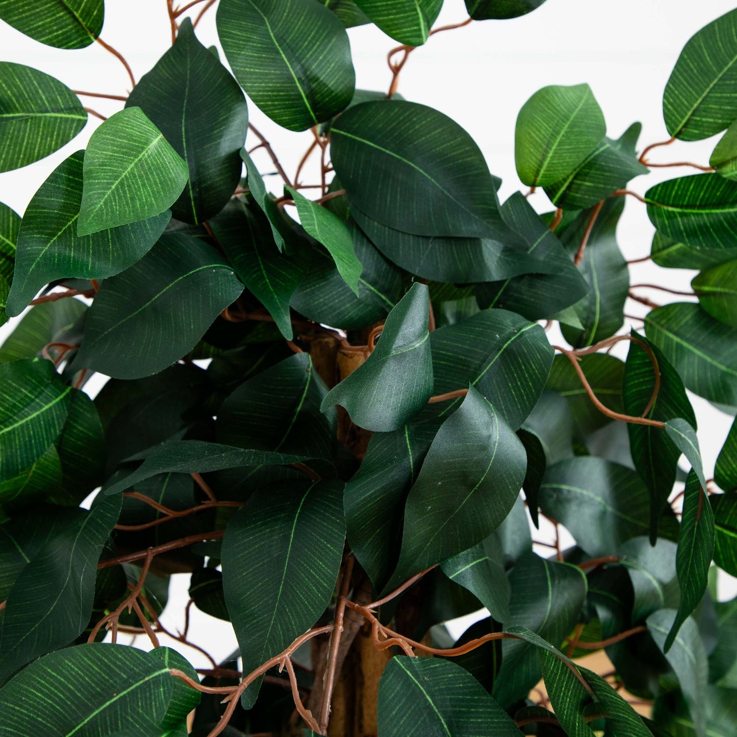 3' Ficus Silk Tree - Tampa Home & Garden Store