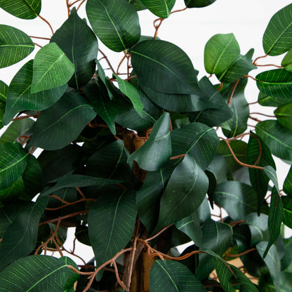 3' Ficus Silk Tree - Tampa Home & Garden Store