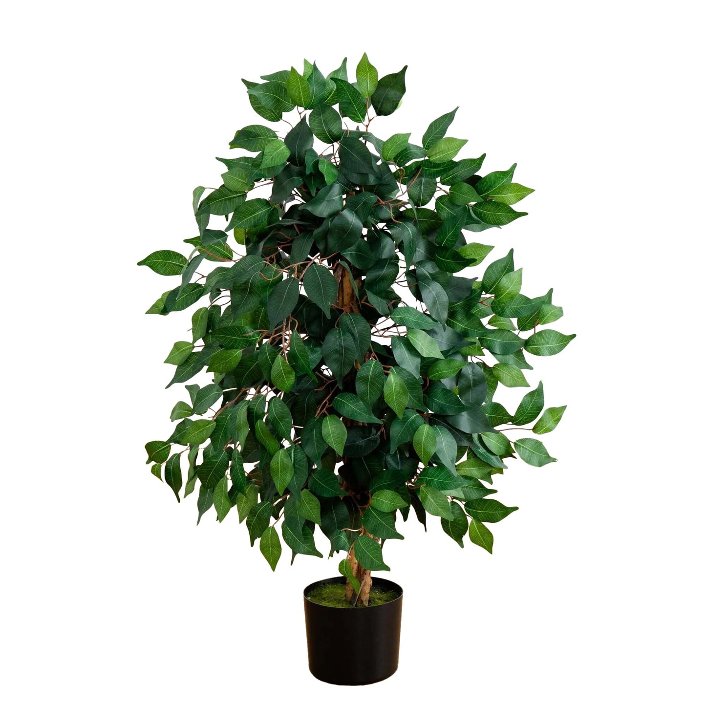 3' Ficus Silk Tree - Tampa Home & Garden Store