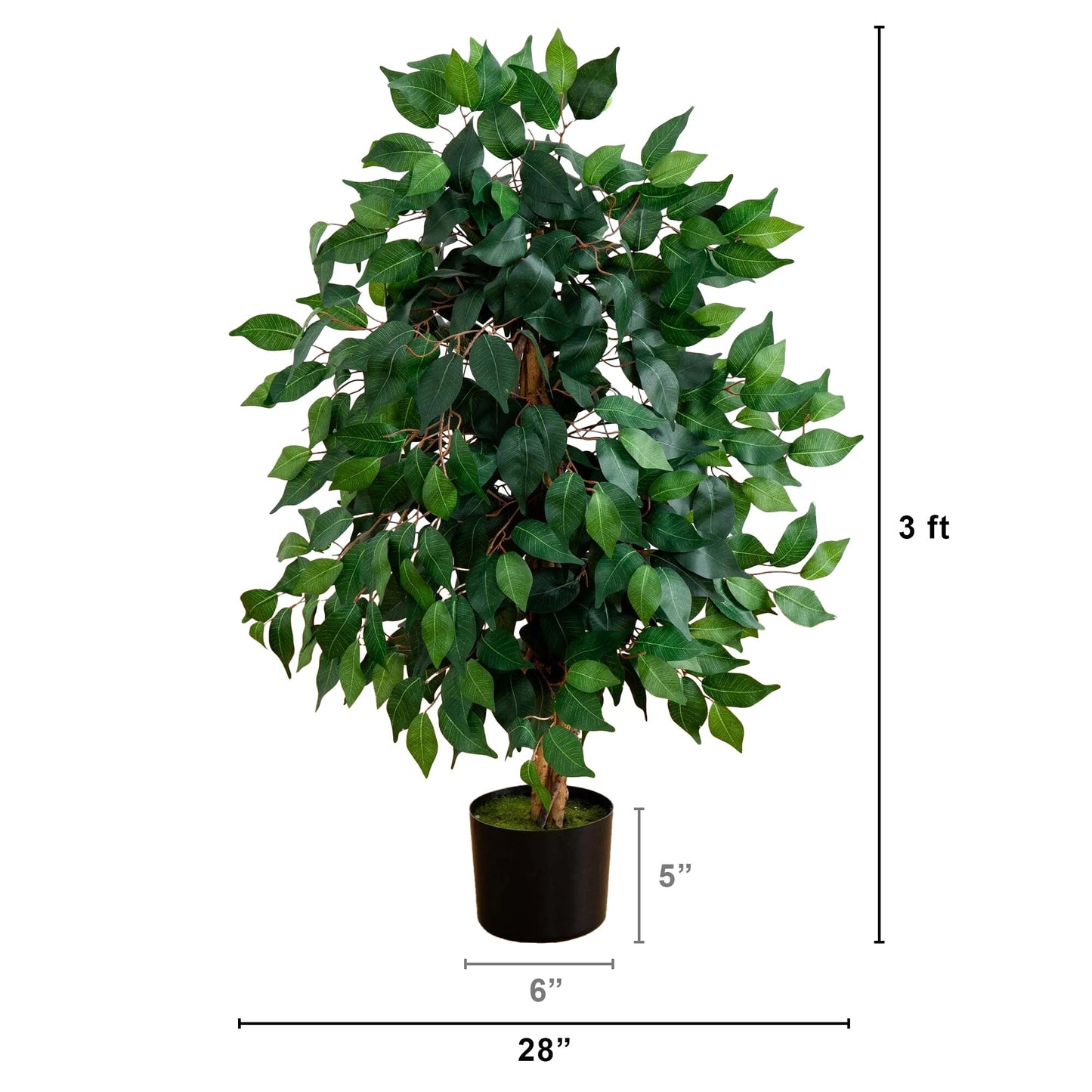 3' Ficus Silk Tree - Tampa Home & Garden Store