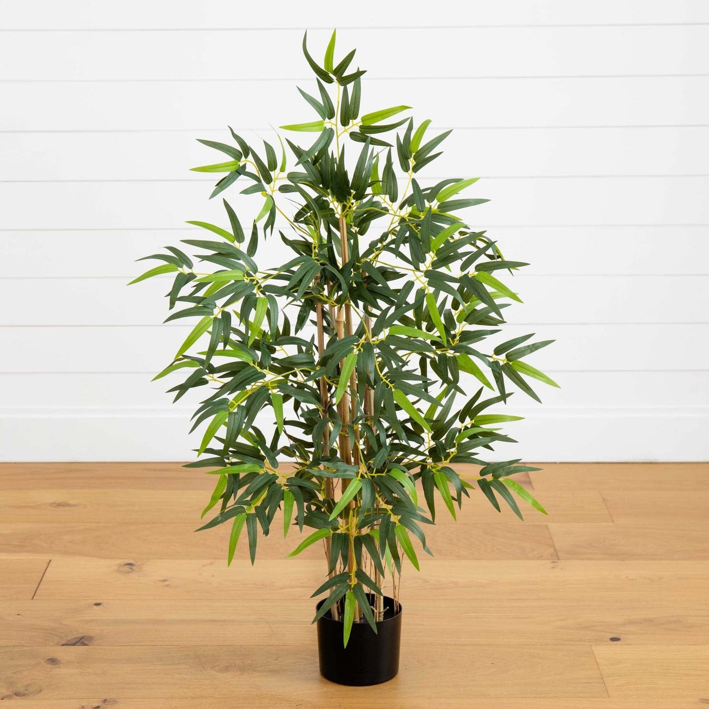 3' Multi Bambusa Bamboo Silk Tree - Tampa Home & Garden Store