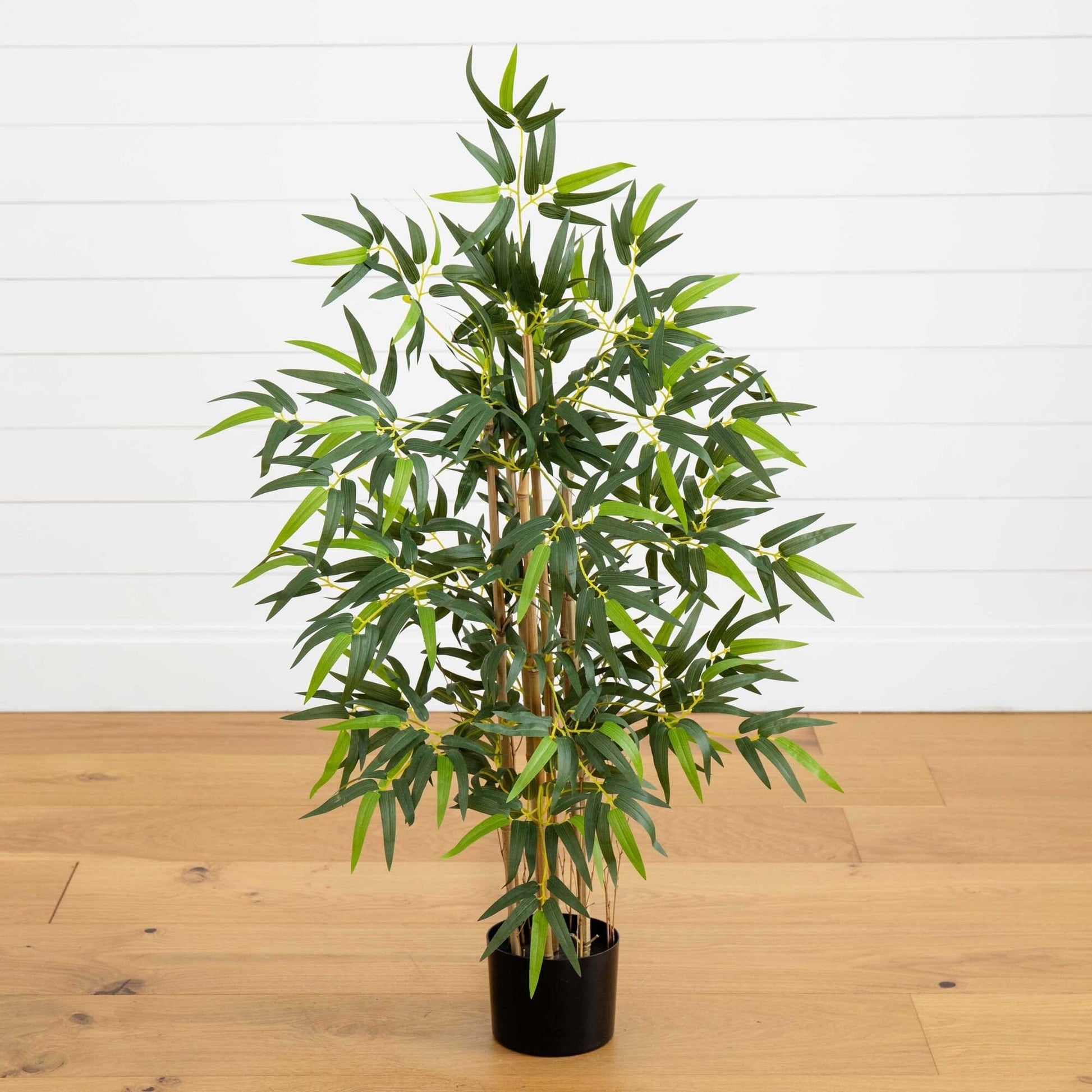 3' Multi Bambusa Bamboo Silk Tree - Tampa Home & Garden Store