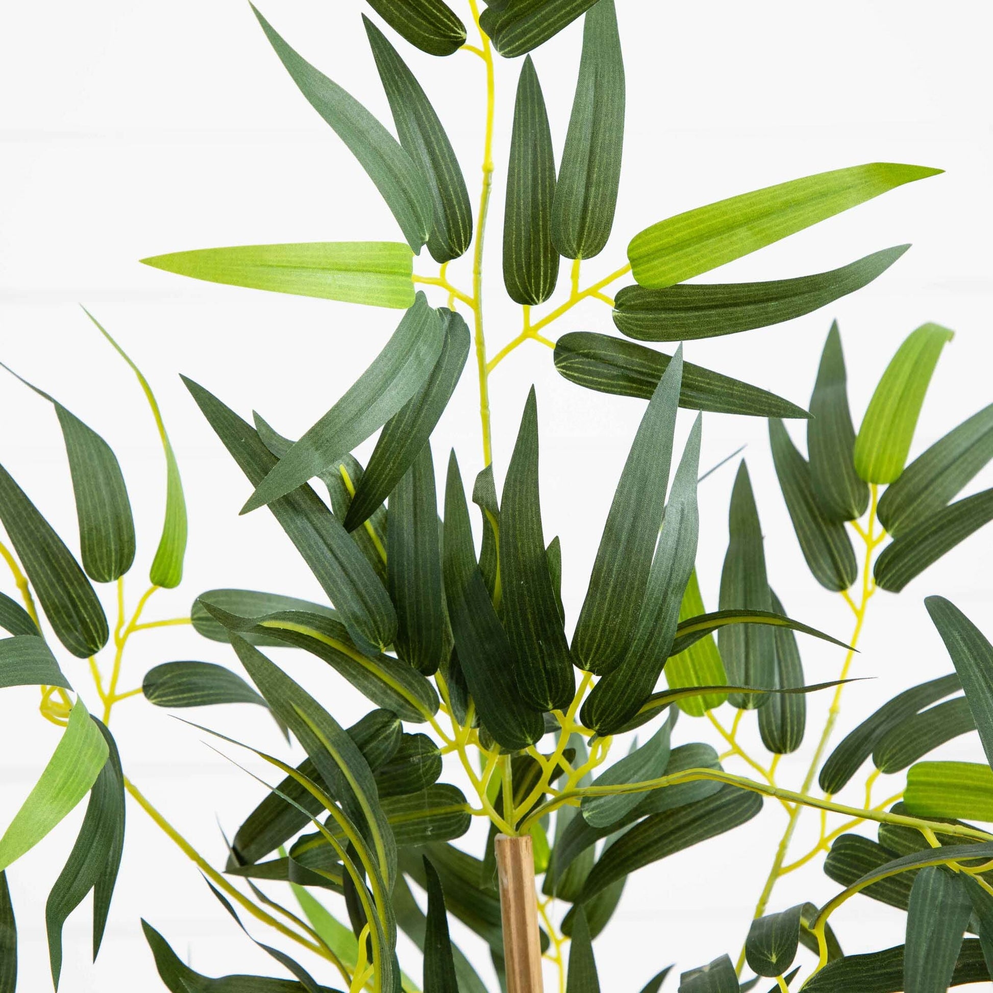 3' Multi Bambusa Bamboo Silk Tree - Tampa Home & Garden Store
