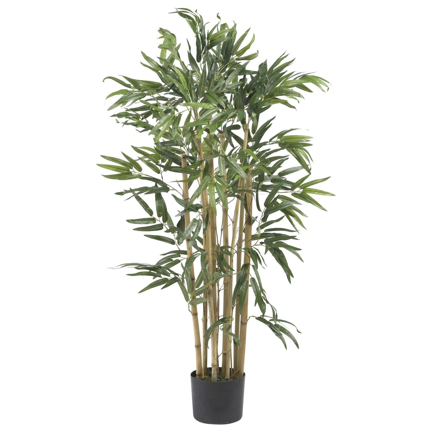 3' Multi Bambusa Bamboo Silk Tree - Tampa Home & Garden Store