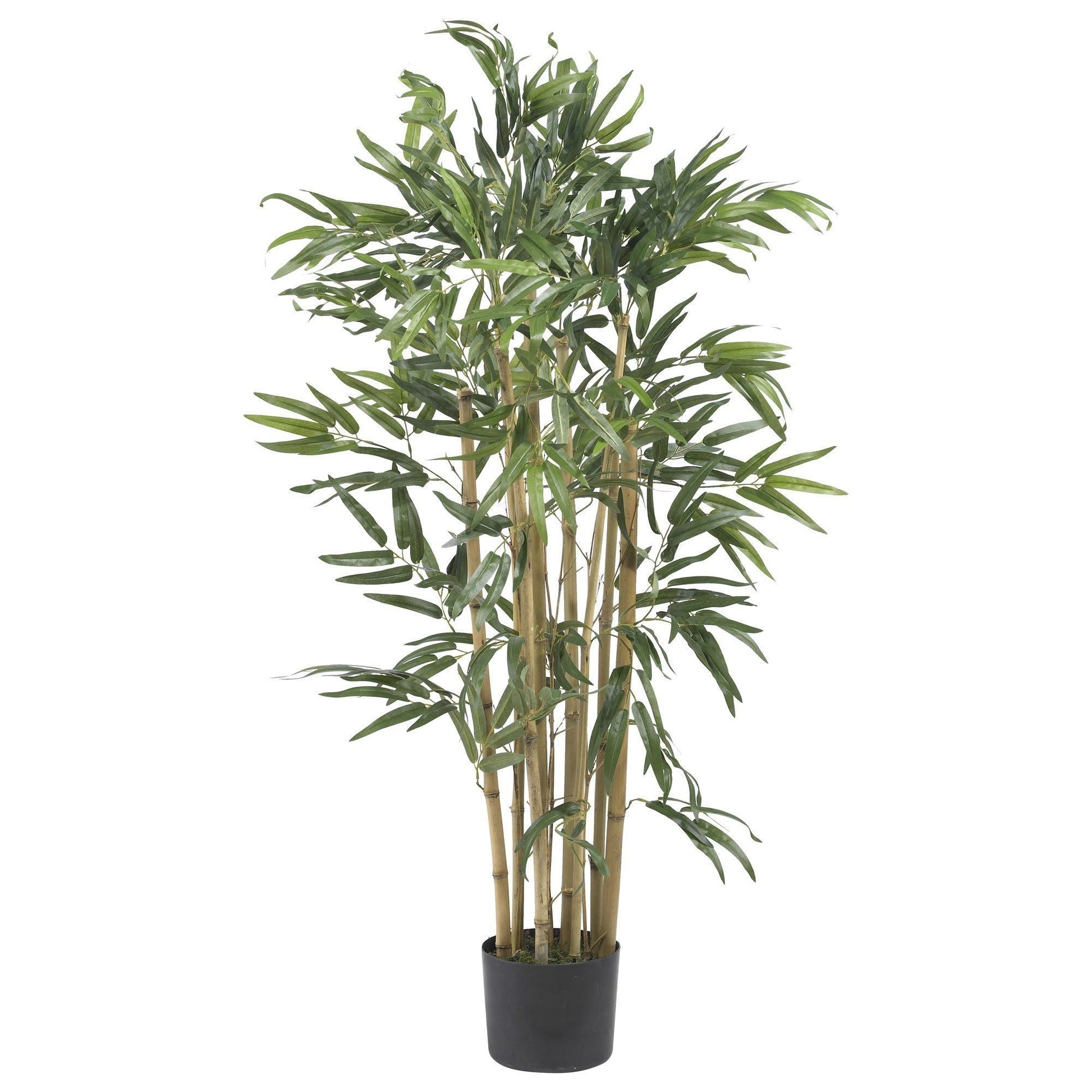 3' Multi Bambusa Bamboo Silk Tree - Tampa Home & Garden Store