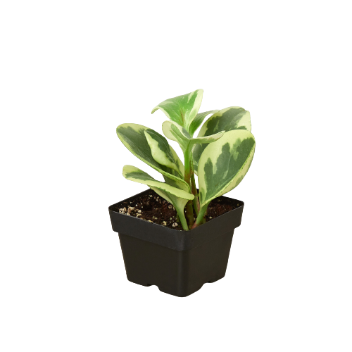 Peperomia Marble indoor plant with variegated green and cream leaves in black plastic pot on Tampa Home & Garden Store
