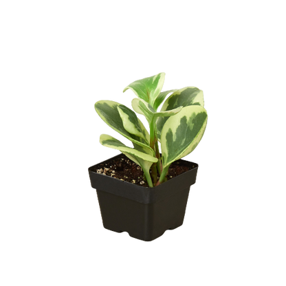 Peperomia Marble indoor plant with variegated green and cream leaves in black plastic pot on Tampa Home & Garden Store