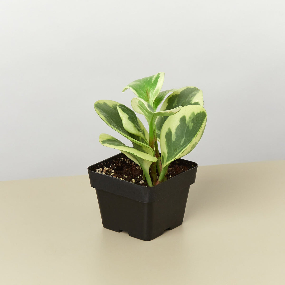 Peperomia Marble indoor plant in black pot with variegated green and cream leaves on Tampa Home & Garden Store