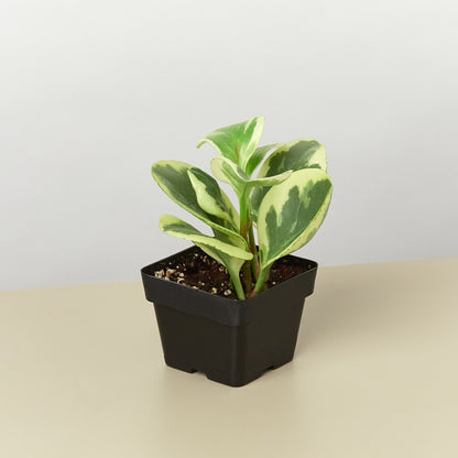 Peperomia Marble indoor plant in black pot with variegated green and cream leaves on Tampa Home & Garden Store
